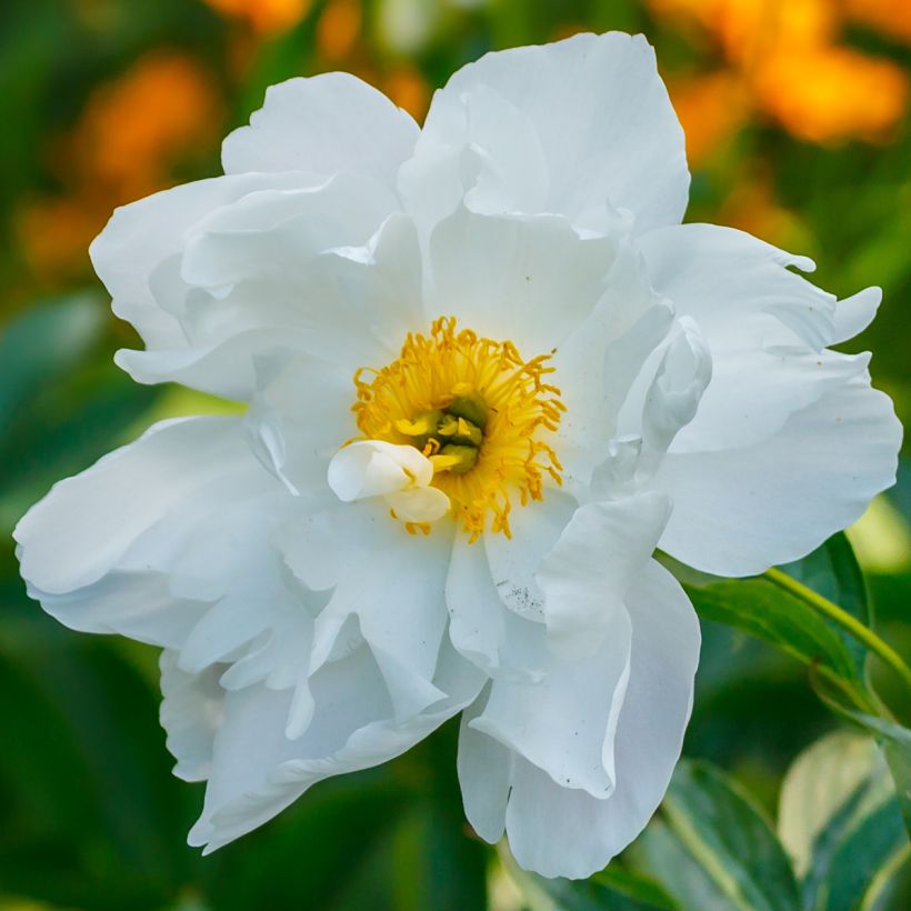 Pivoine emodi Late Windflower - Pivoine botanique (Floraison)