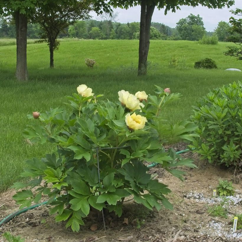 Pivoine itoh Yellow Crown  (Port)