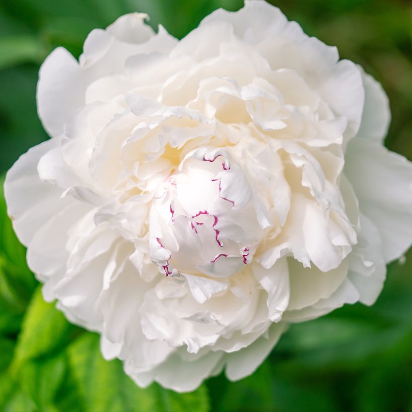 Pivoine lactiflora Avalanche (Floraison)