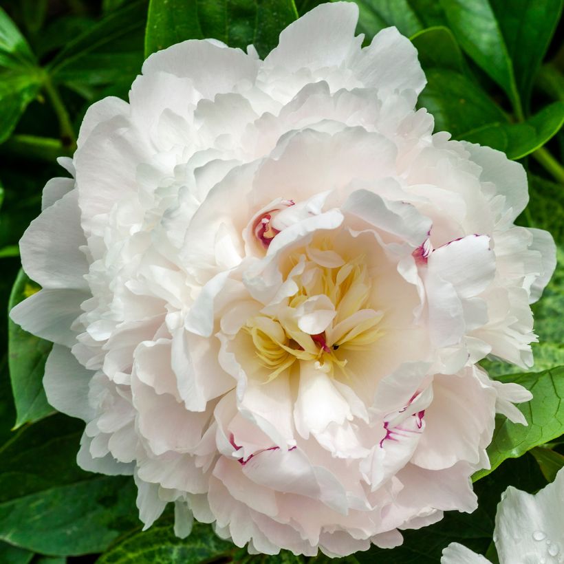 Pivoine lactiflora Boule de Neige (Floraison)