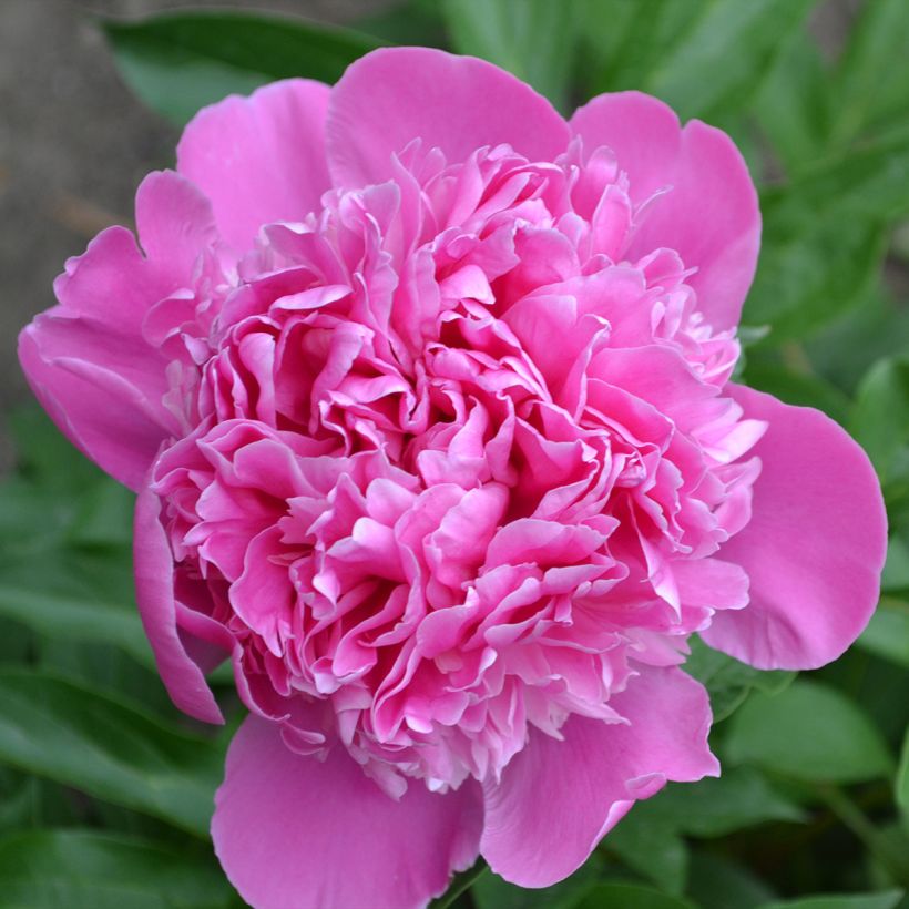 Pivoine lactiflora Bouquet Perfect (Floraison)