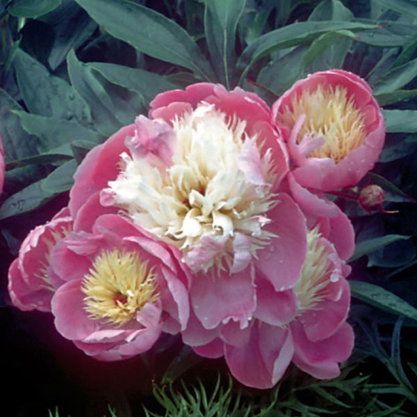 Pivoine lactiflora Bowl of Beauty (Floraison)