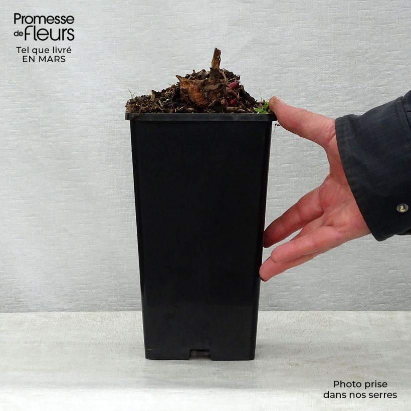 Spécimen de Pivoine lactiflora Bowl of Beauty tel que livré au printemps