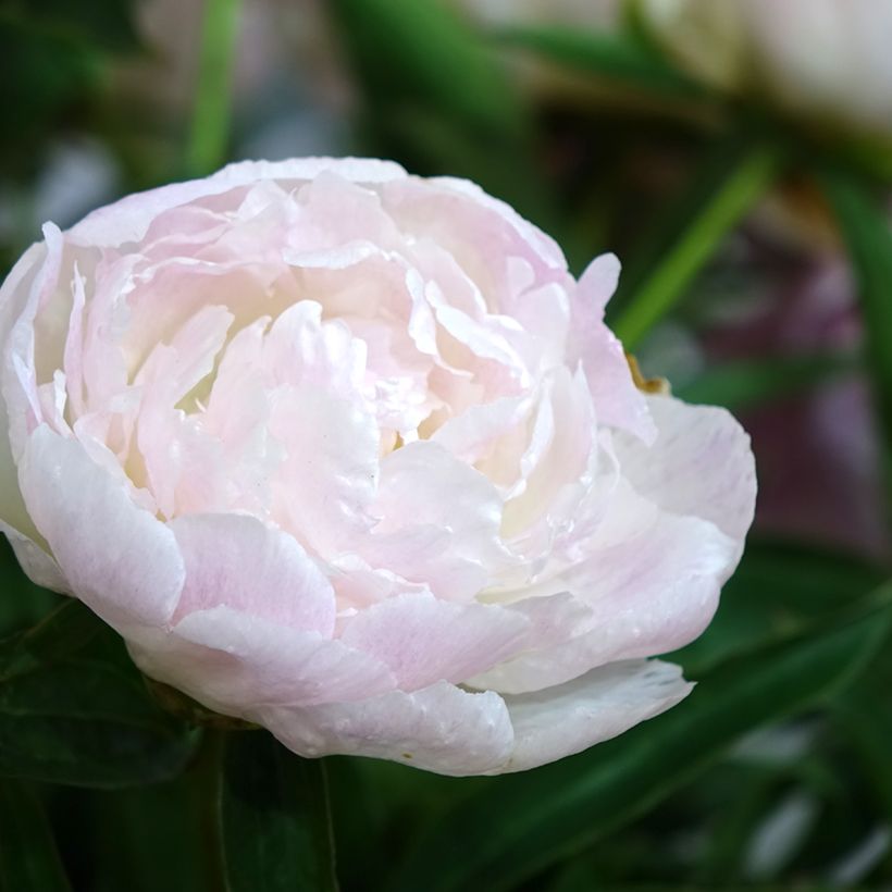 Pivoine lactiflora Chiffon Parfait (Floraison)