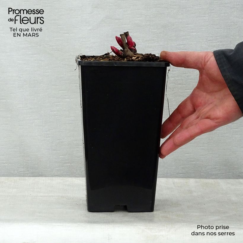 Spécimen de Pivoine lactiflora Coral Charm Souche 3/5 yeux tel que livré au printemps