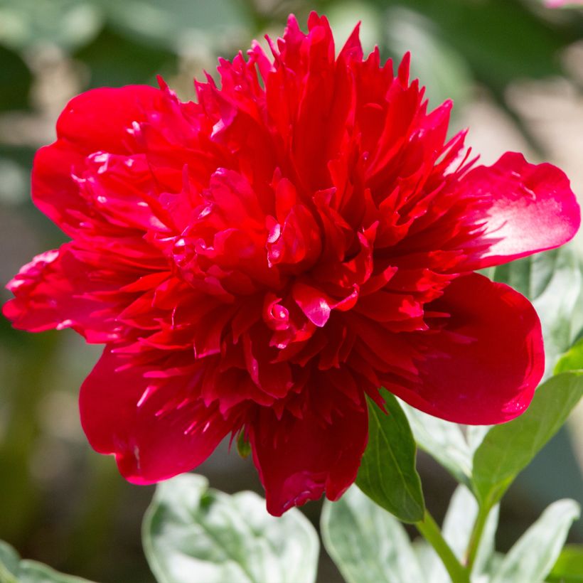 Pivoine lactiflora Diana Parks (Floraison)