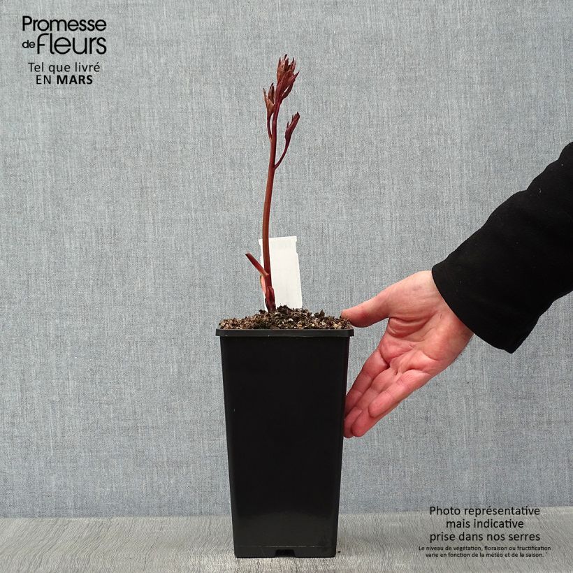 Spécimen de Pivoine lactiflora Félix Crousse Pot de 3L/4L tel que livré en hiver