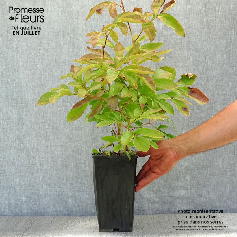 Spécimen de Pivoine lactiflora Festiva Maxima Souche 3/5 yeux tel que livré en été