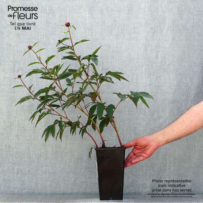 Spécimen de Pivoine lactiflora Gardenia Racines nues  tel que livré au printemps
