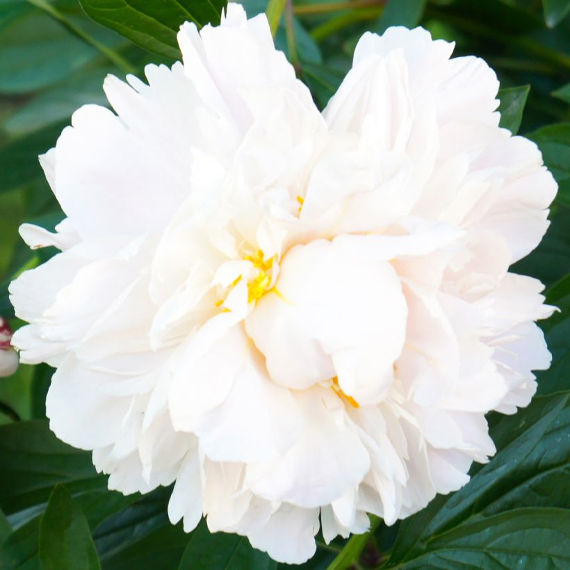 Pivoine lactiflora Gardenia (Floraison)