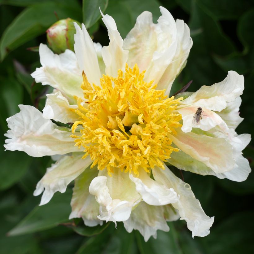 Pivoine lactiflora Green Lotus (Floraison)