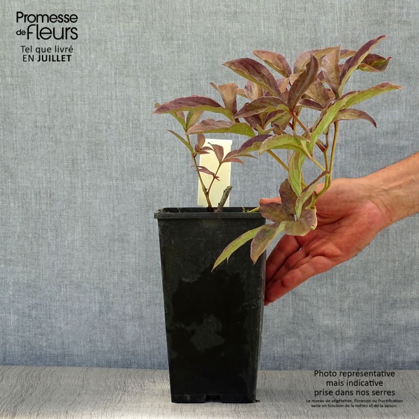 Spécimen de Pivoine lactiflora Inspecteur Lavergne Pot de 3L/4L tel que livré en été