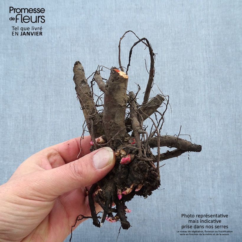 Spécimen de Pivoine lactiflora Karl Rosenfield Souche 3/5 yeux tel que livré au printemps