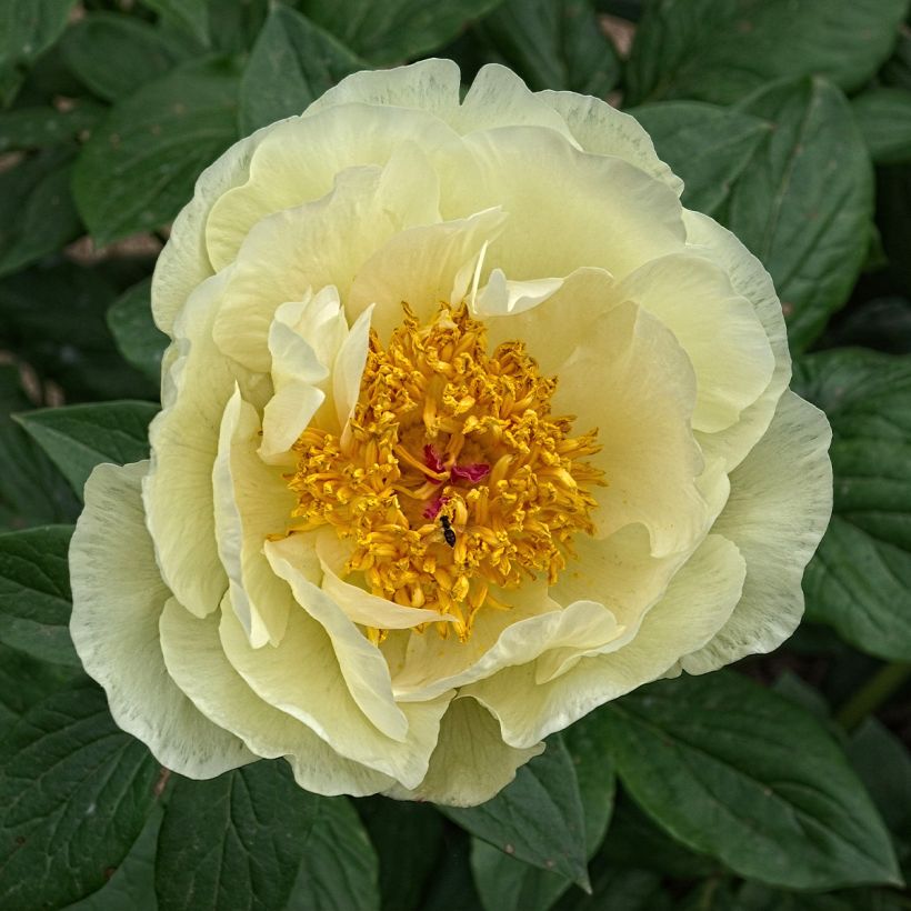 Pivoine lactiflora Lemon Chiffon  (Floraison)