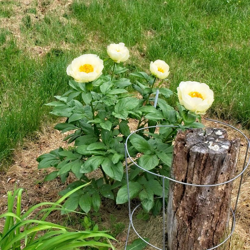 Pivoine lactiflora Lemon Chiffon  (Port)