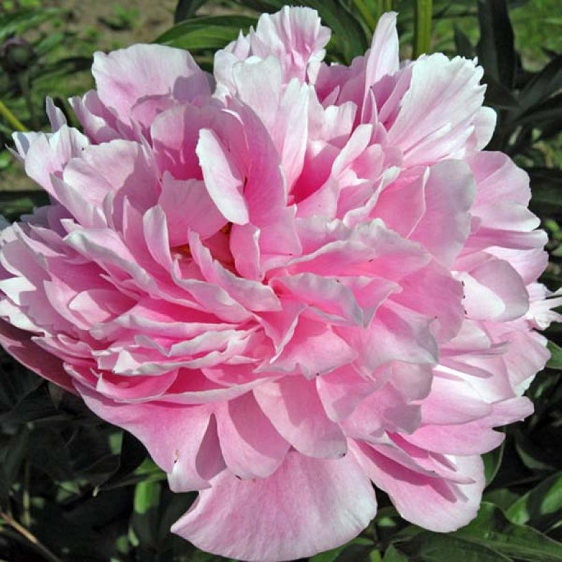 Pivoine lactiflora Miss Eckhardt (Floraison)