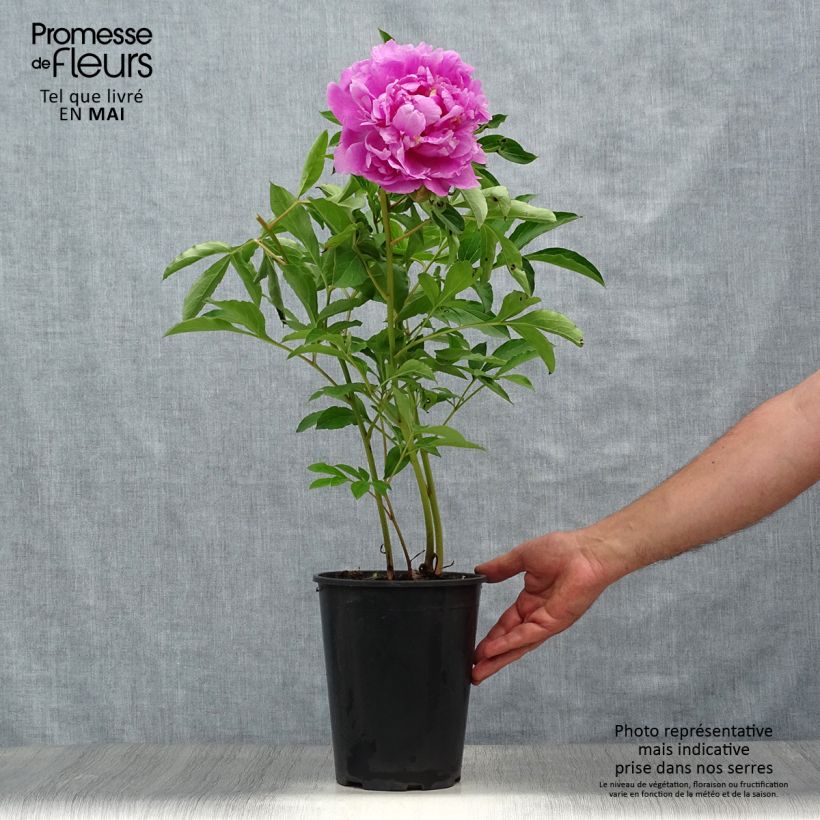 Spécimen de Pivoine lactiflora Monsieur Jules Elie Souche 3/5 yeux tel que livré au printemps