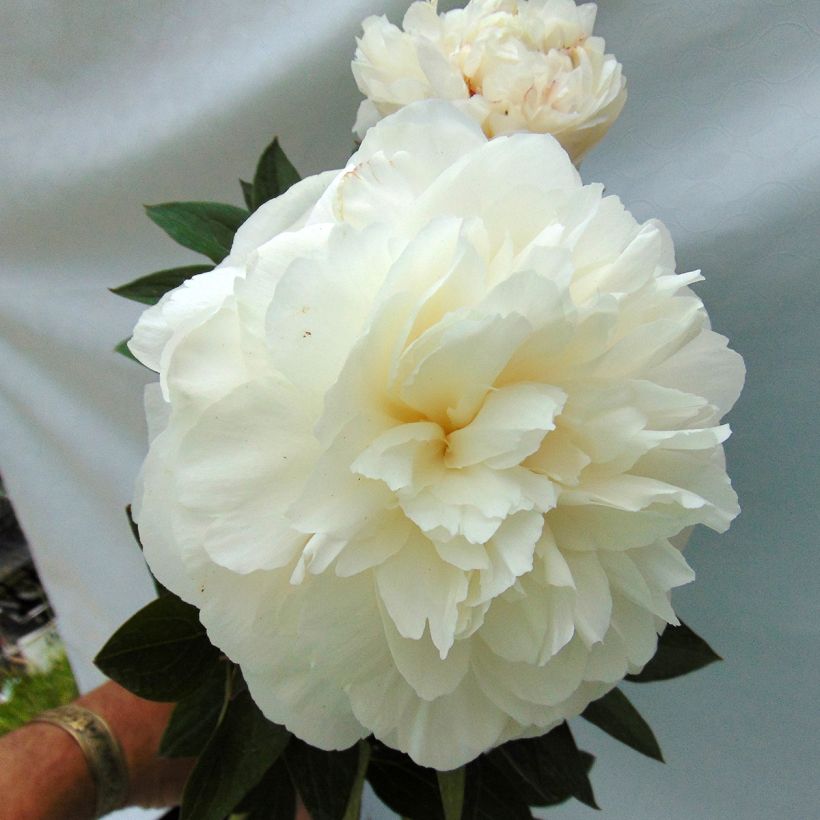 Pivoine lactiflora Mother's Choice (Floraison)