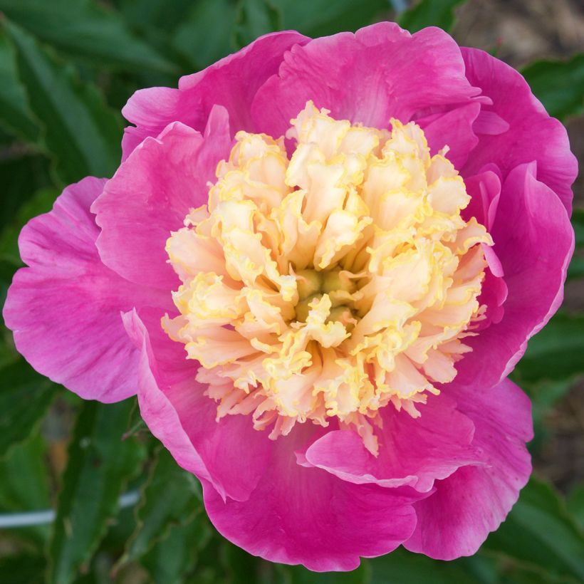 Pivoine lactiflora Mr G.F. Hemerik (Floraison)