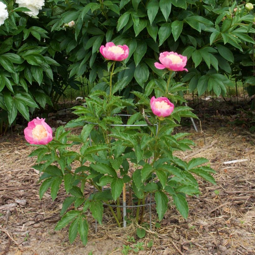 Pivoine lactiflora Mr G.F. Hemerik (Port)