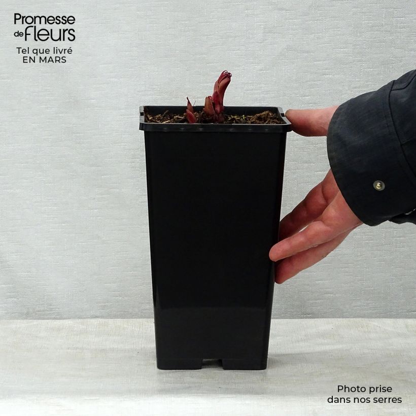 Spécimen de Pivoine lactiflora Peter Brand Pot de 3L/4L tel que livré au printemps