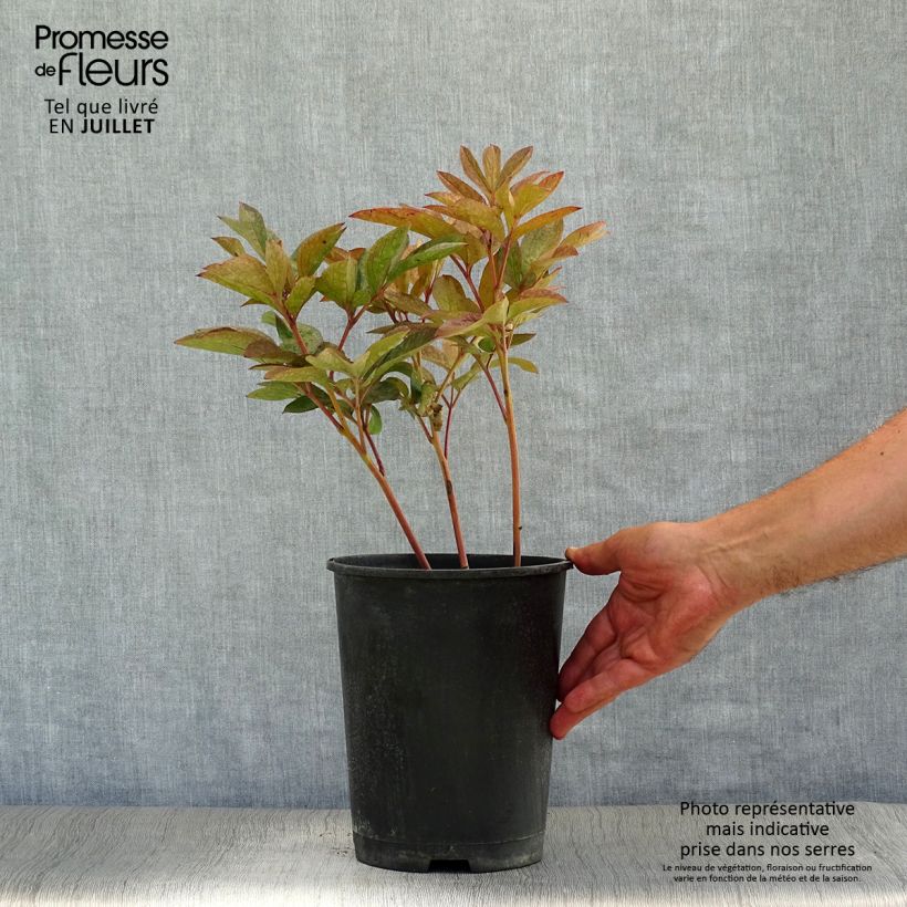 Spécimen de Pivoine lactiflora Solange Pot de 3L/4L tel que livré en été