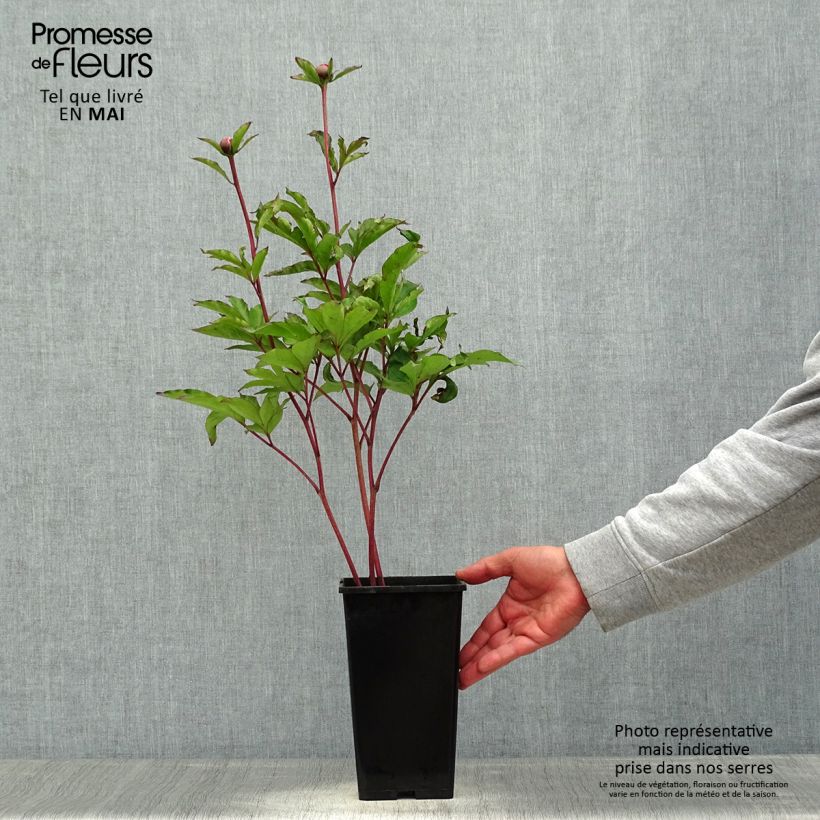Spécimen de Pivoine lactiflora White Cap Racines nues  tel que livré au printemps