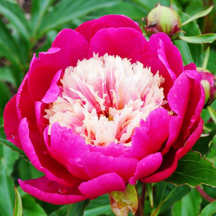 Pivoine lactiflora White Cap (Floraison)