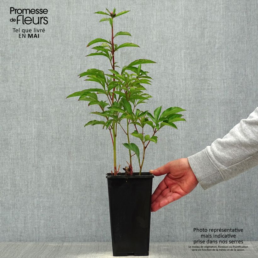 Spécimen de Pivoine lactiflora White Wings Pot de 3L/4L tel que livré en été