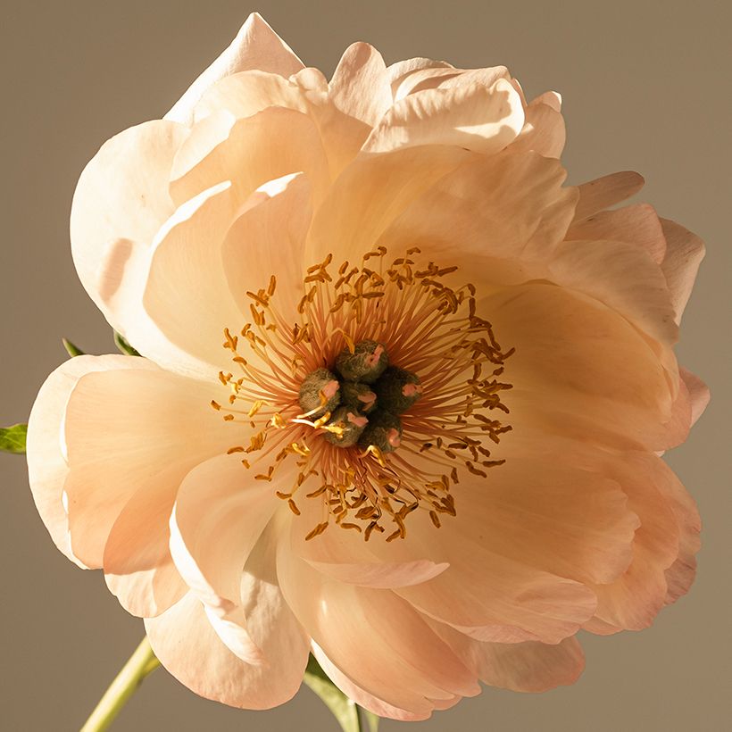 Pivoine lactiflora King's Day (Floraison)