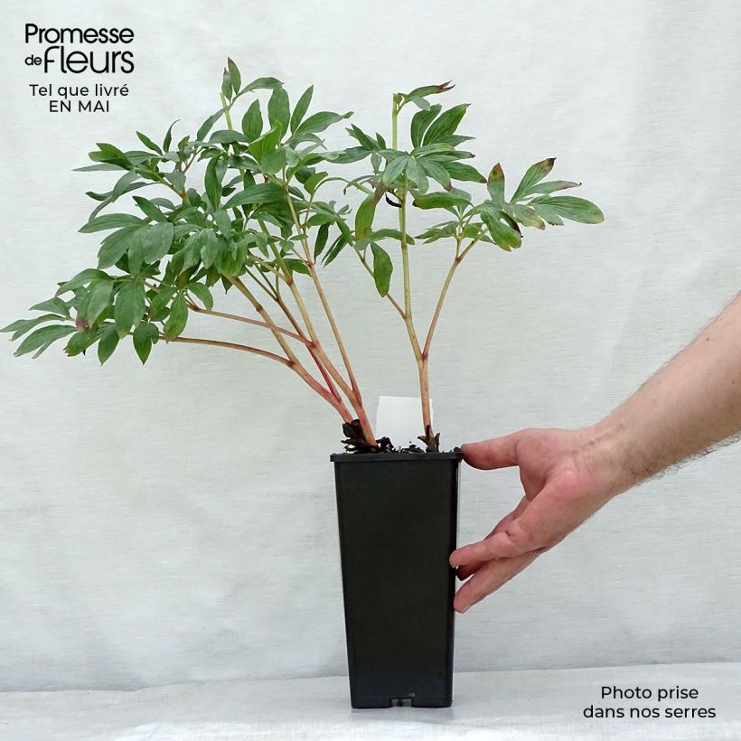 Spécimen de Pivoine officinale Rosea Plena Pot de 12 cm tel que livré au printemps