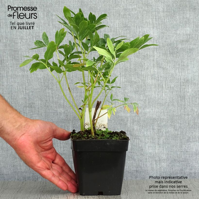 Spécimen de Pivoine officinale Rosea Plena Pot de 12 cm / 13 cm tel que livré en été