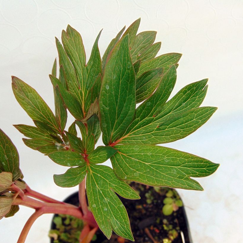 Pivoine officinale Rubra Plena (Feuillage)