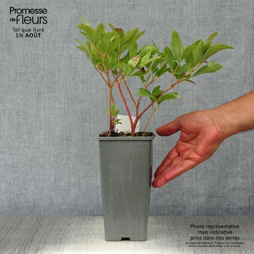 Spécimen de Pivoine officinale Rubra Plena Pot de 12 cm / 13 cm tel que livré en été
