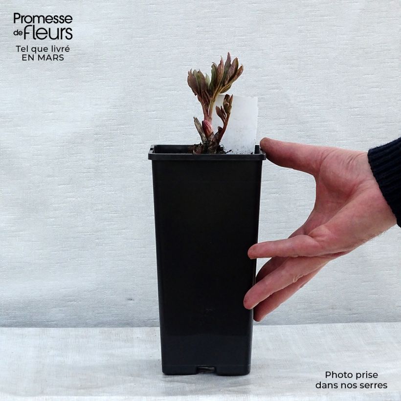 Spécimen de Pivoine officinale Rubra Plena Pot de 12 cm tel que livré au printemps