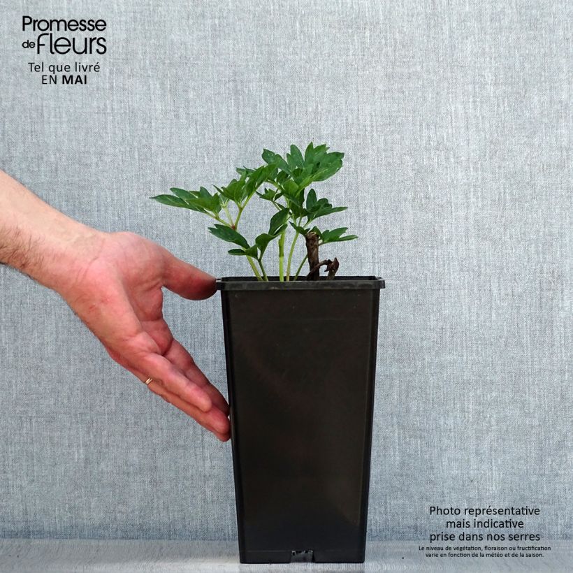 Spécimen de Pivoine officinale Rubra Plena en souche 3/5 yeux tel que livré au printemps
