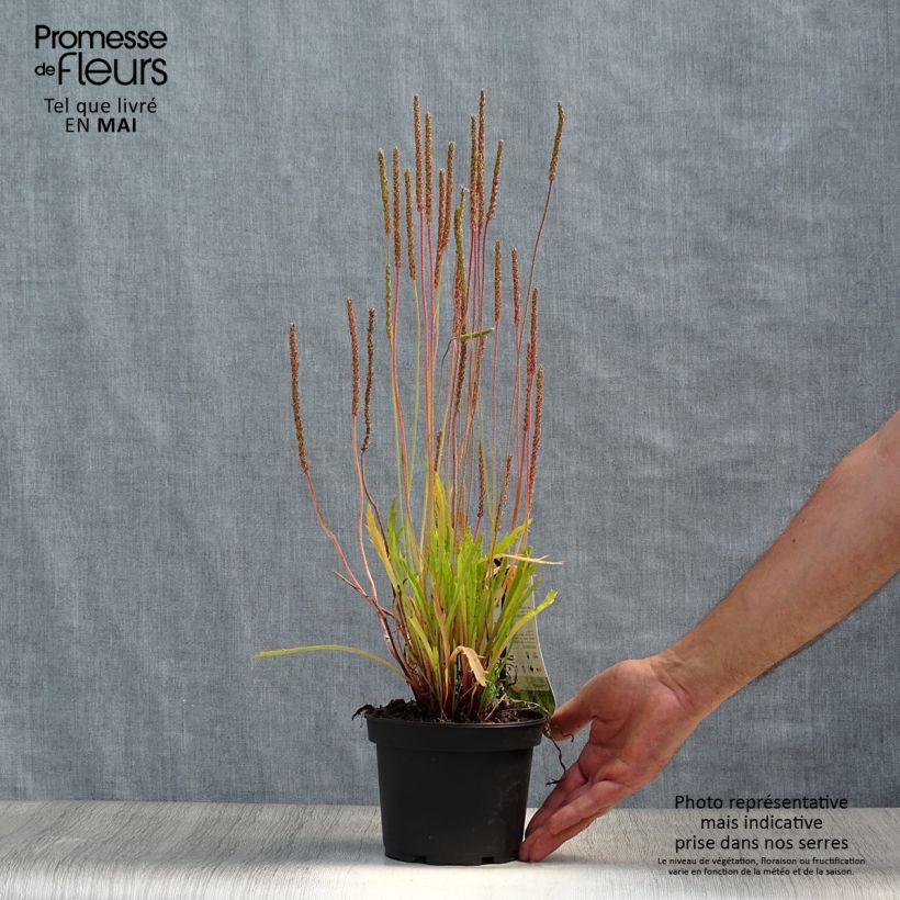 Spécimen de Plantago coronopus - Plantain corne-de-cerf Pot de 1,5L/2L tel que livré au printemps