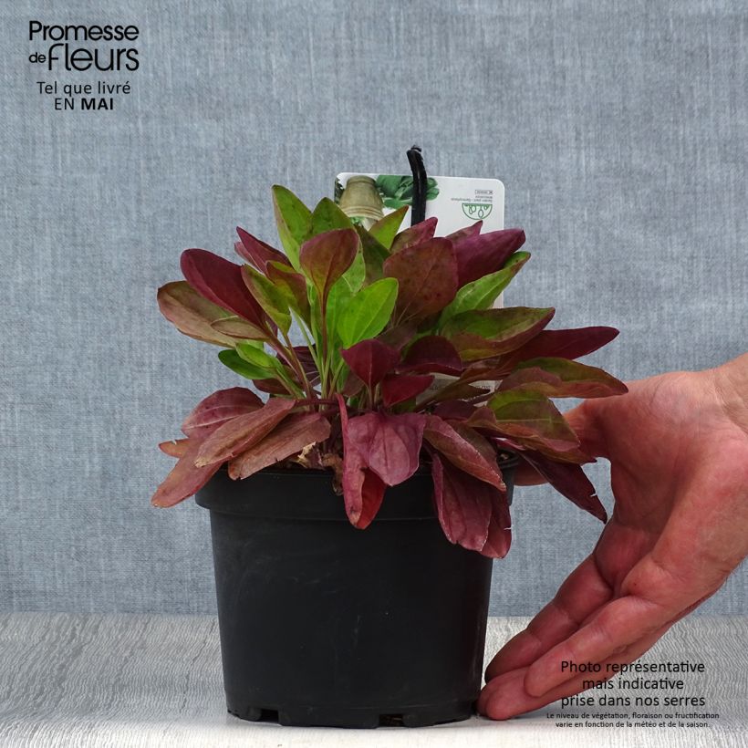 Spécimen de Plantago major Atropurpurea - Grand plantain pourpre Pot de 1,5L/2L tel que livré au printemps