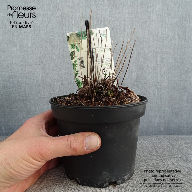 Spécimen de Plantago major Atropurpurea - Grand plantain pourpre Pot de 1,5L/2L tel que livré en hiver