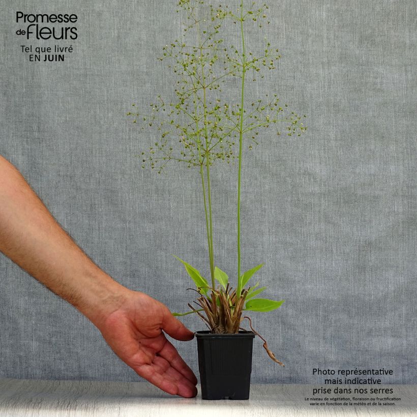 Spécimen de Plantain d'eau commun - Alisma plantago-aquatica Godet de 8/9 cm tel que livré en été