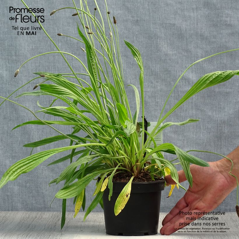 Spécimen de Plantain lancéolé - Plantago lanceolata tel que livré au printemps