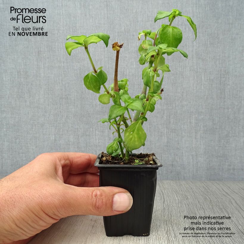 Spécimen de Plante Champignon - Rungia klossii  Godet de 7/8 cm tel que livré en automne