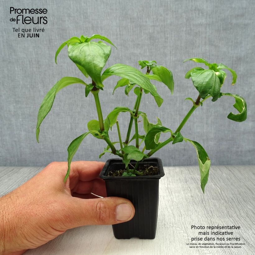 Spécimen de Plante Champignon - Rungia klossii  Godet de 7/8 cm tel que livré en été