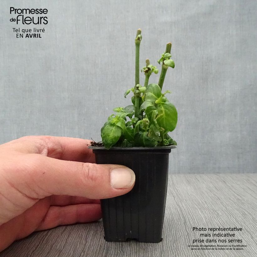 Spécimen de Plante Champignon - Rungia klossii - Godet de 7/8cm tel que livré au printemps