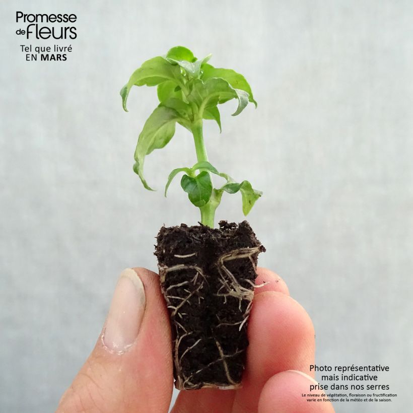 Spécimen de Plante Champignon - Rungia klossii - Mini-motte tel que livré au printemps