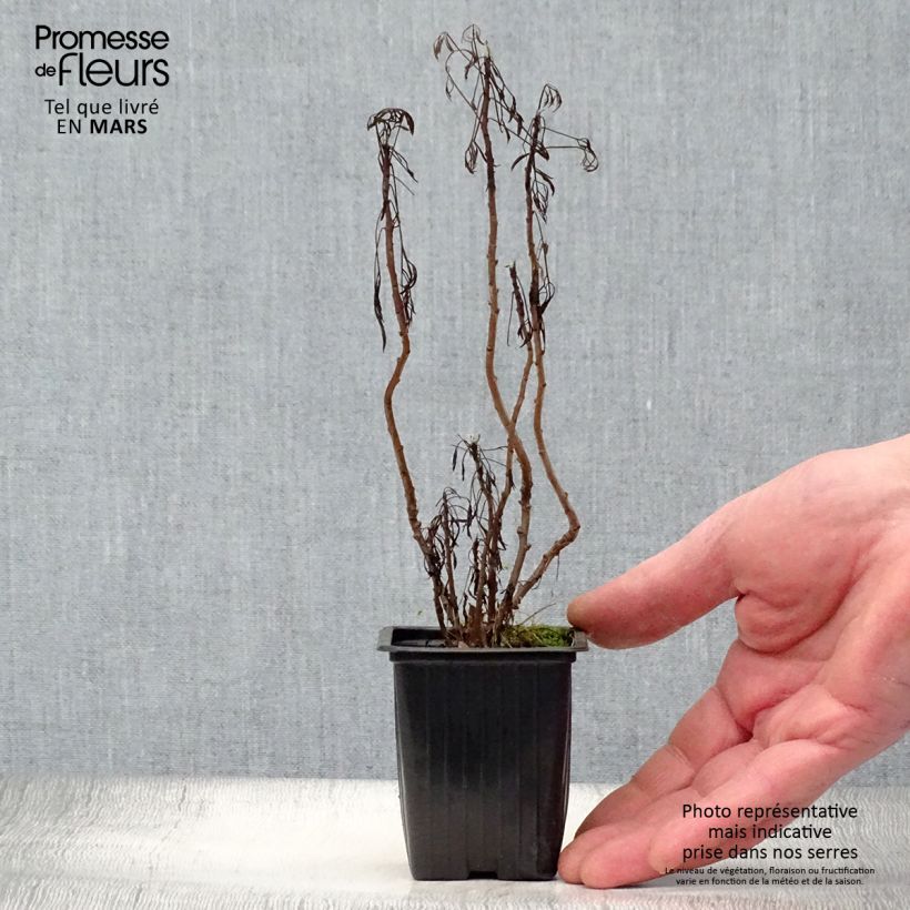 Spécimen de Plante cola - Artemisia abrotanum var.maritima - Godet de 7/8 cm tel que livré au printemps