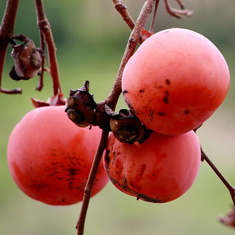 Plaqueminier, Kaki - Diospyros Nikita’s Gift (Récolte)