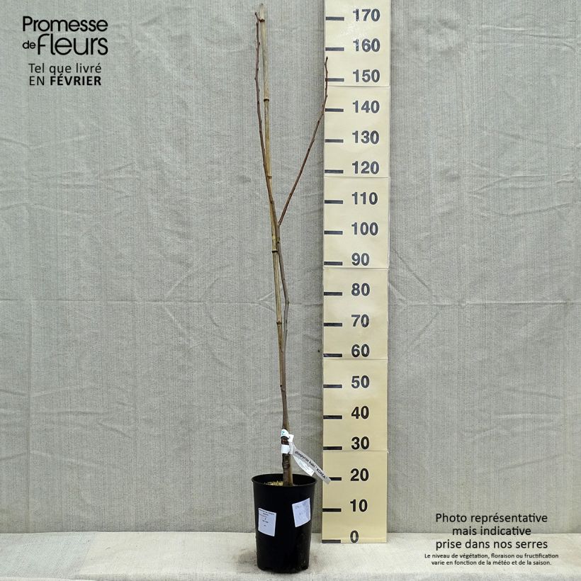 Spécimen de Plaqueminier, Kaki - Diospyros kaki Korea  tel que livré en hiver