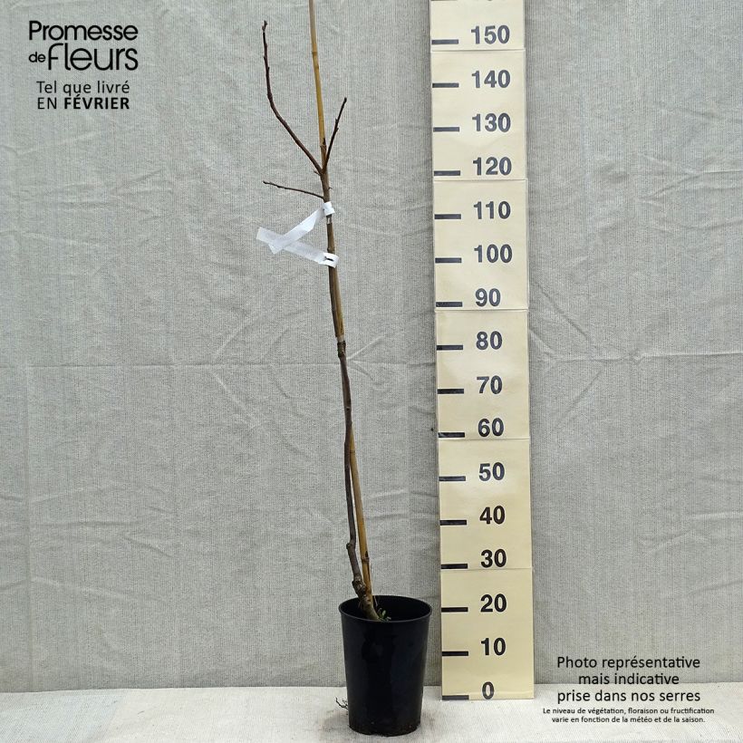 Spécimen de Plaqueminier, Kaki - Diospyros kaki Ragno Pot de 12L/15L demi-tige tel que livré en hiver