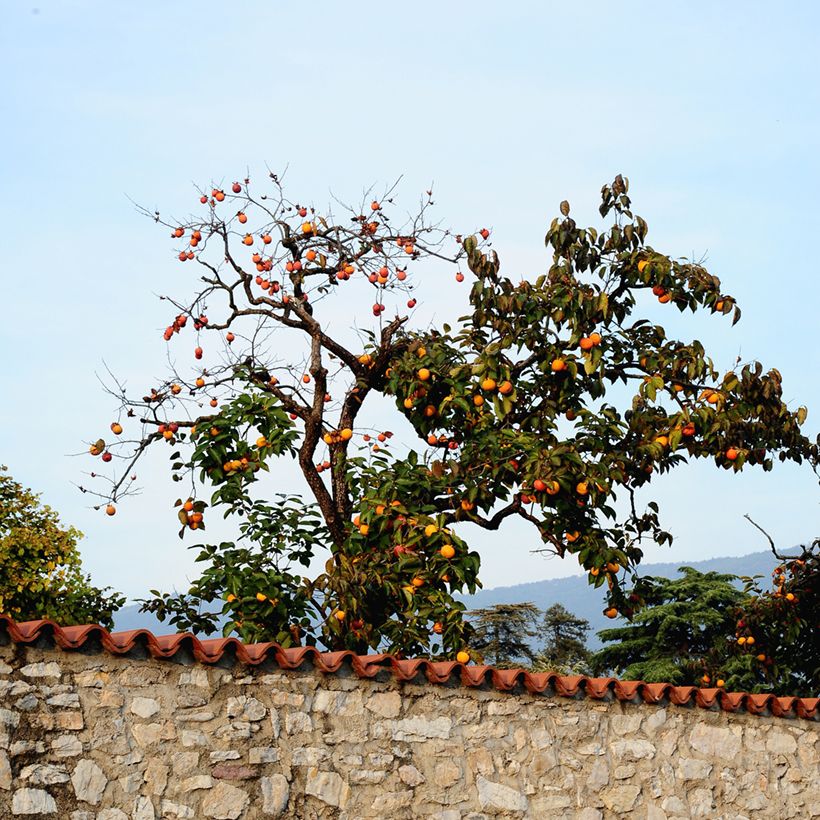 Plaqueminier, Kaki - Diospyros kaki Ragno (Port)